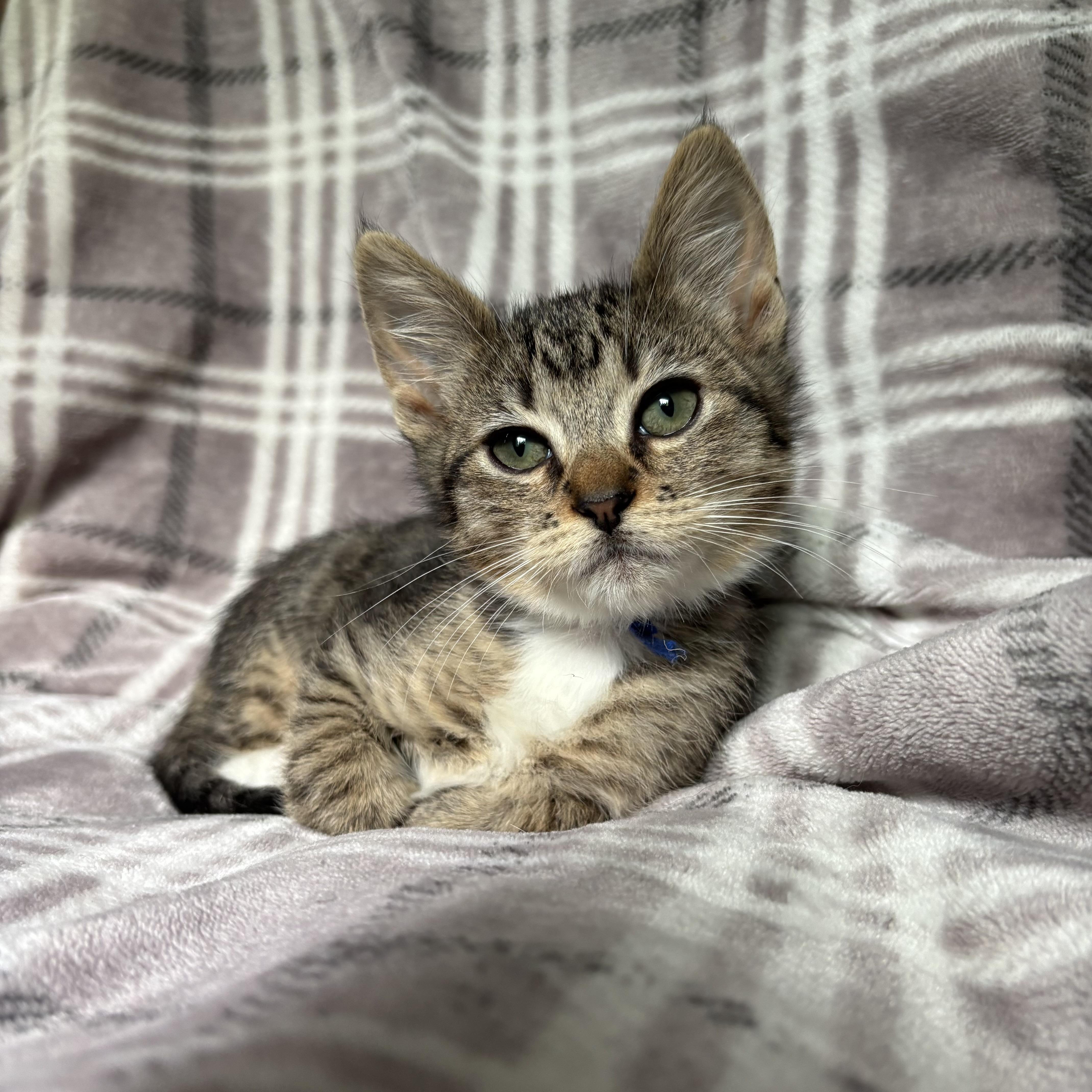 Bubbles, a ADOPTABLE Domestic Short Hair in Monroe, WA image 3/6