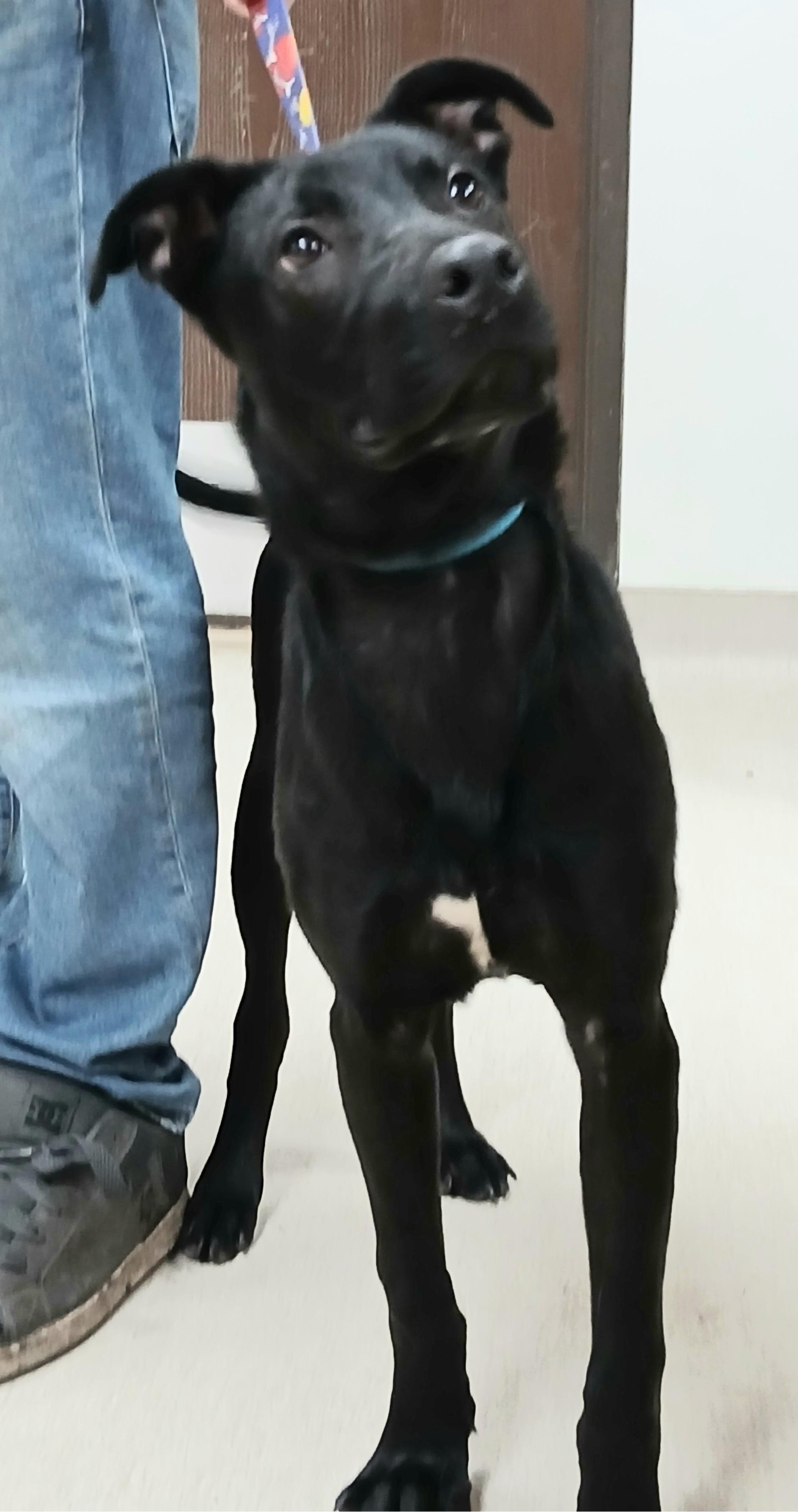 Buzz, ADOPTABLE, Young Male Retriever.