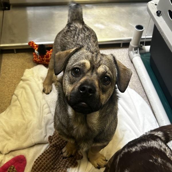 Rowan, Adoptable, Young Male Terrier.