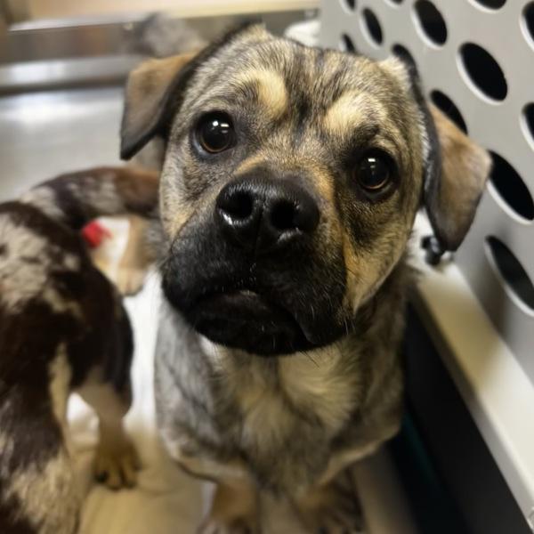 Enlarge Rowan, a Adoptable mixed breed in Oakland, CA image 2/2