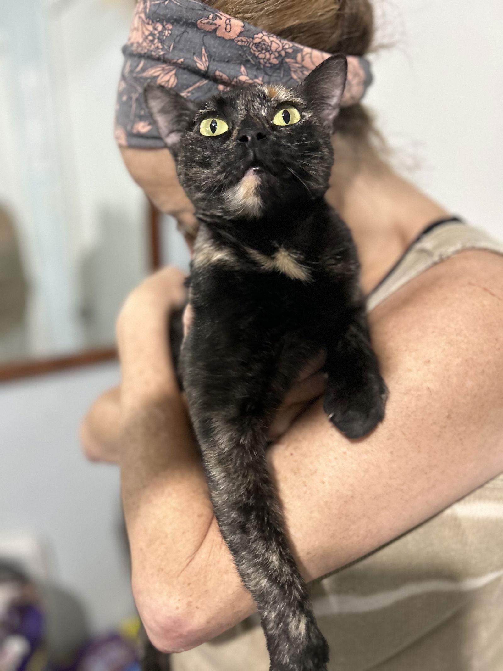 Cricket K, Adoptable, Adult Female Domestic Short Hair & Tortoiseshell.
