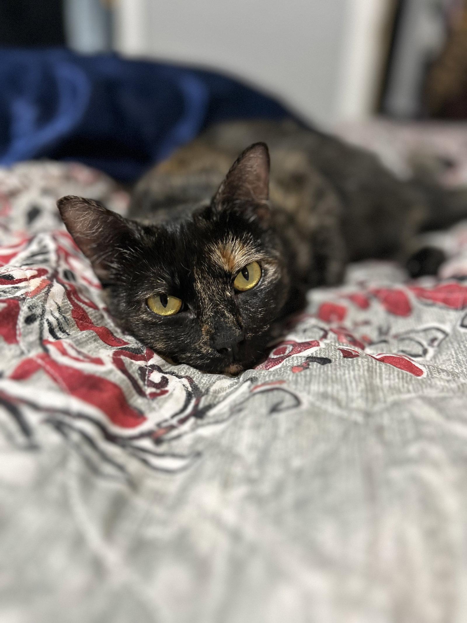 Enlarge Cricket K, a Adoptable mixed breed in Ypsilanti, MI image 2/3