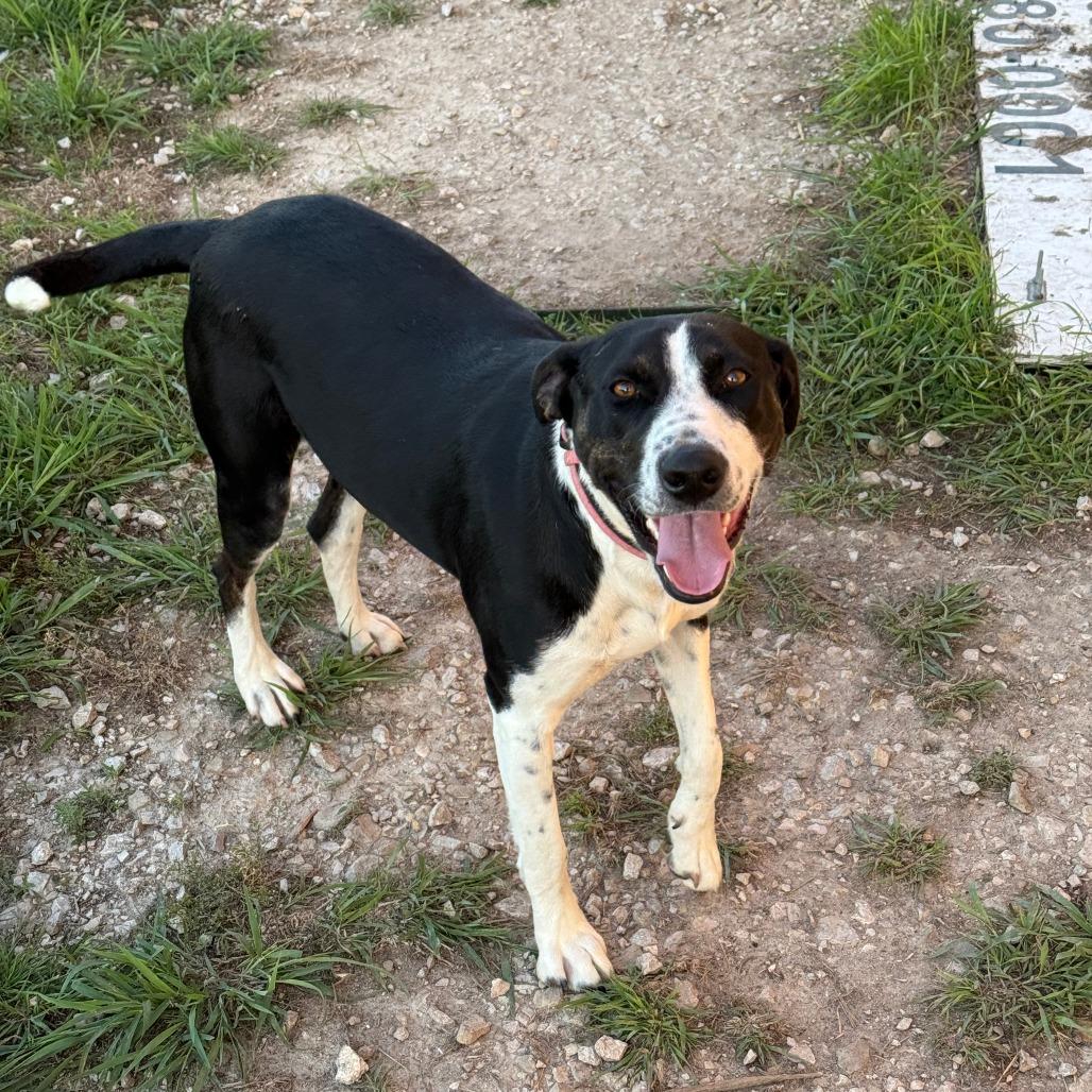 Willow, Adoptable, Adult Female Pit Bull Terrier & Great Pyrenees.