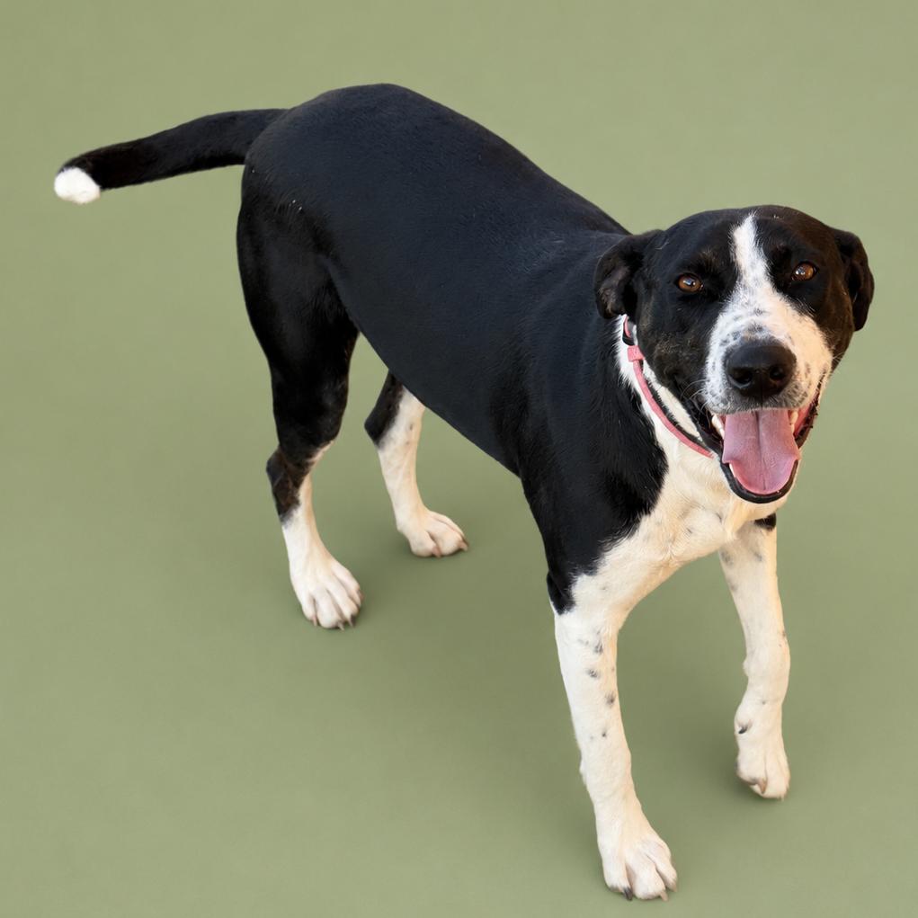 Willow, Adoptable, Adult Female Pit Bull Terrier & Great Pyrenees.
