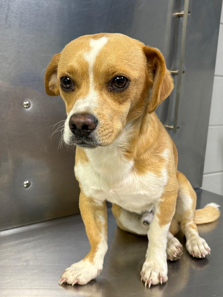 D282-26, Adoptable, Adult Male Chihuahua.