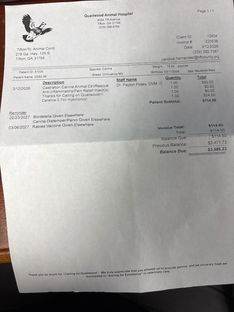 Enlarge D282-26, a Adoptable Chihuahua in Tifton, GA image 2/3