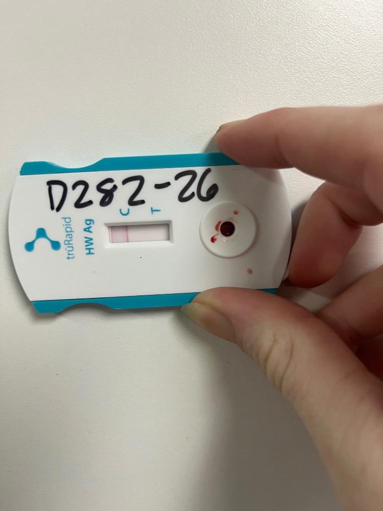 Enlarge D282-26, a Adoptable Chihuahua in Tifton, GA image 2/2