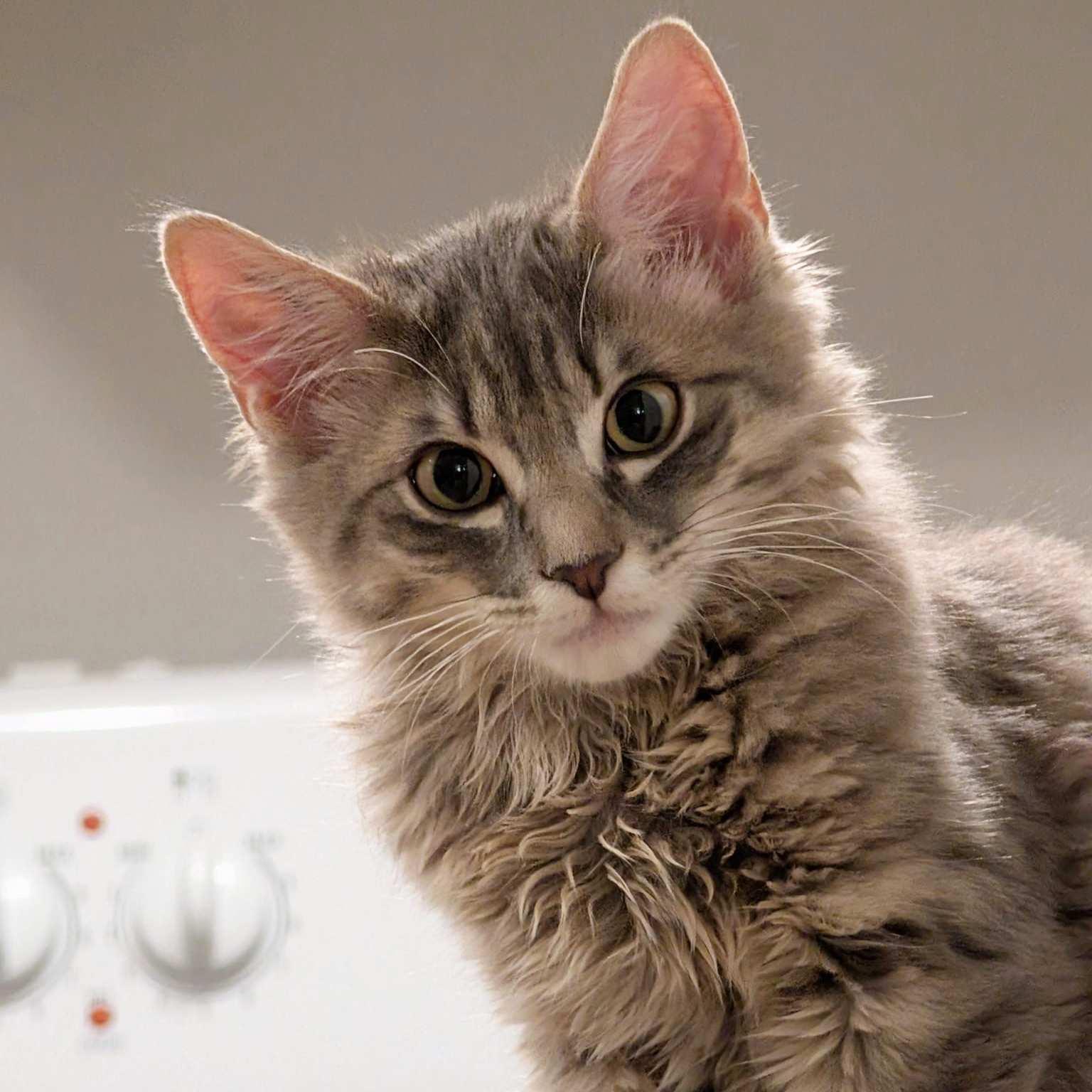 Miso