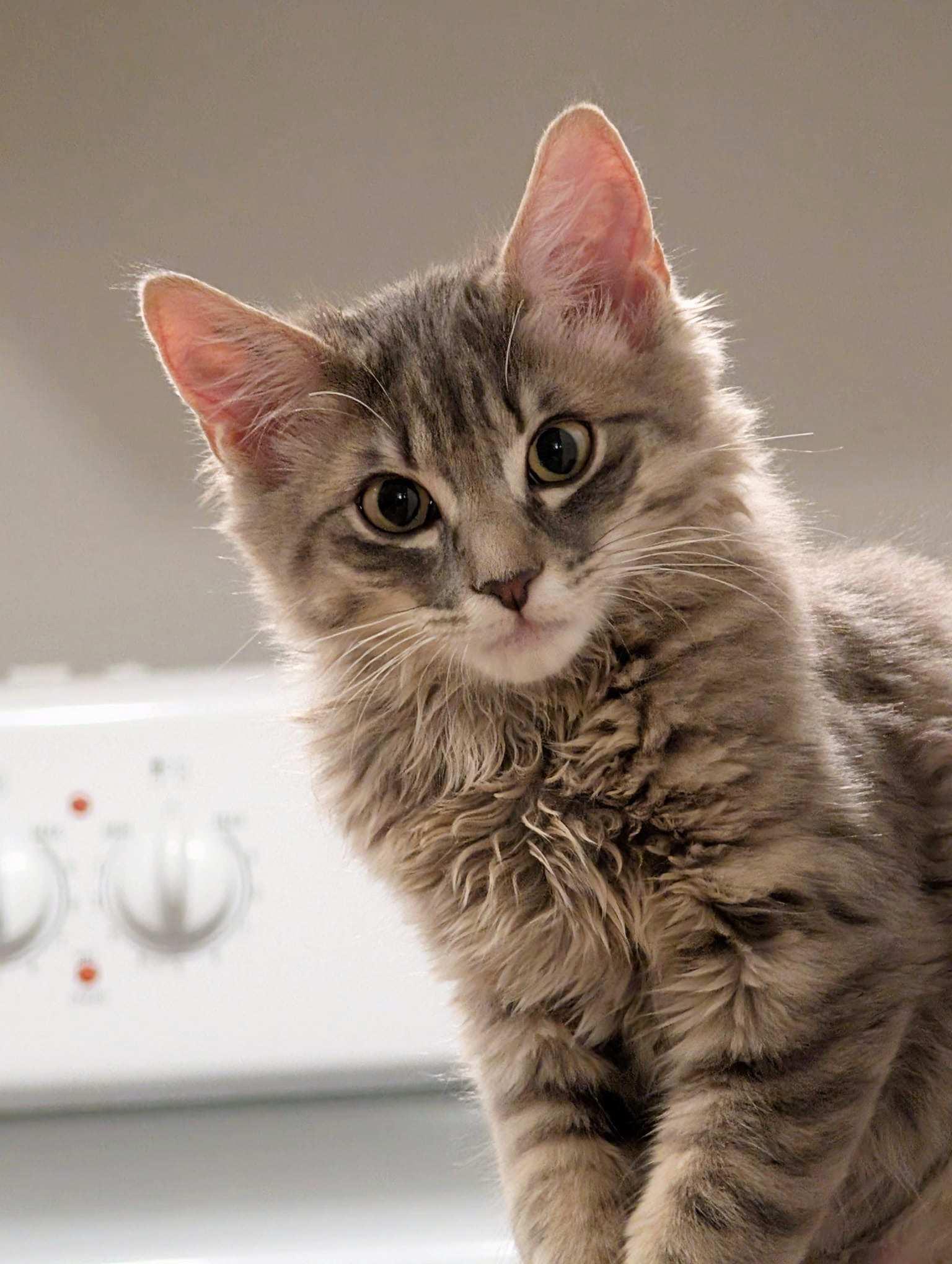 Miso