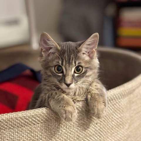 Miso