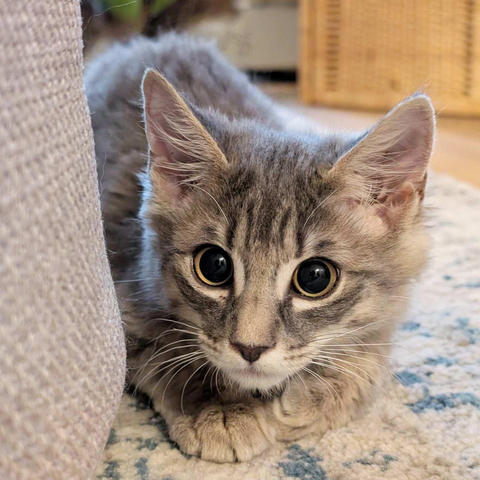 Miso