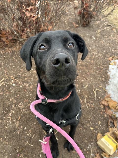 WALTER, Adoptable, Young Male Labrador Retriever.