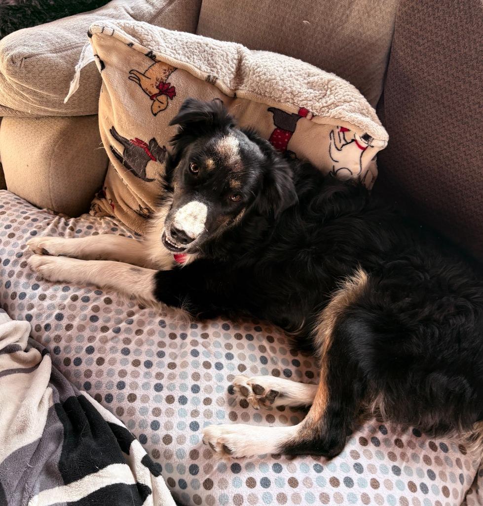 King Toots $500, a Adoptable Australian Shepherd in Milwaukee, WI image 1/3
