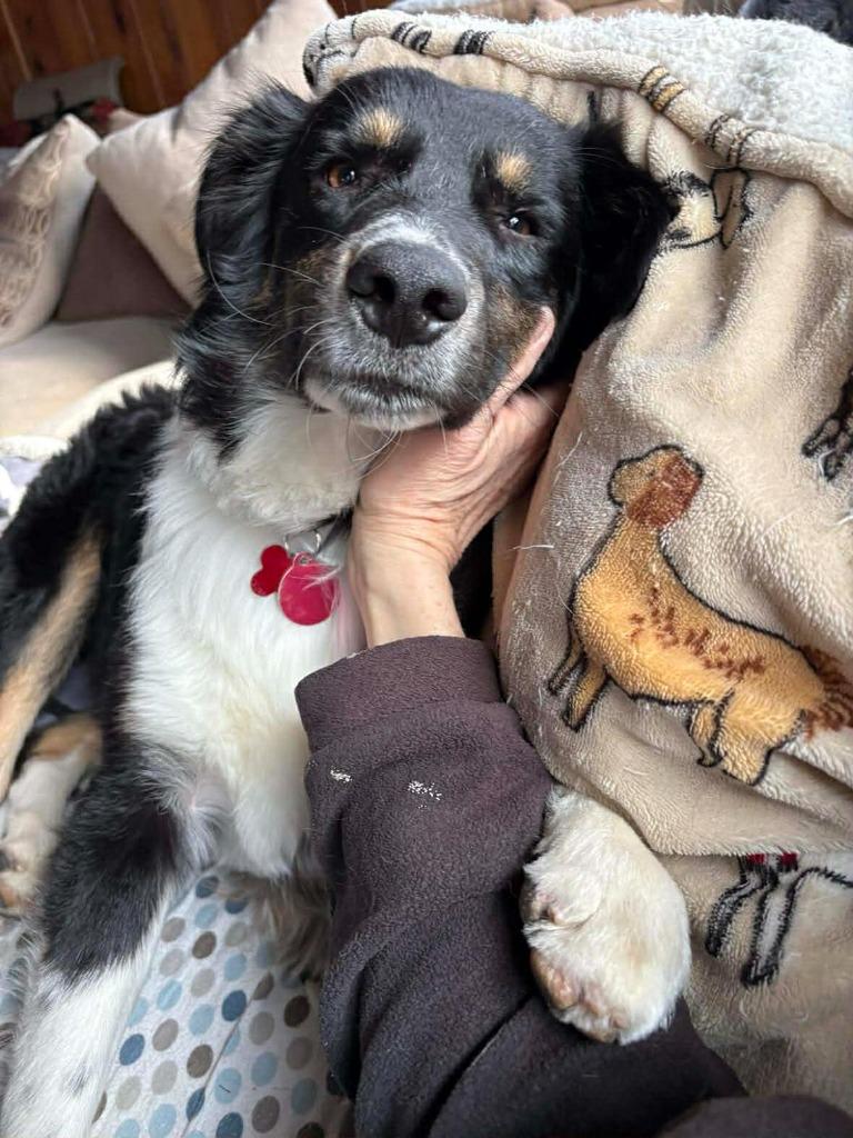 King Toots $500, a Adoptable Australian Shepherd in Milwaukee, WI image 2/3