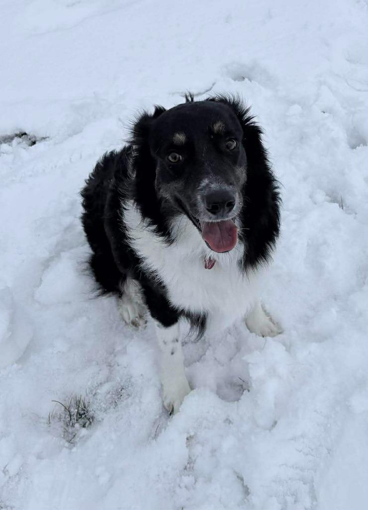 King Toots $500, a Adoptable Australian Shepherd in Milwaukee, WI image 3/3