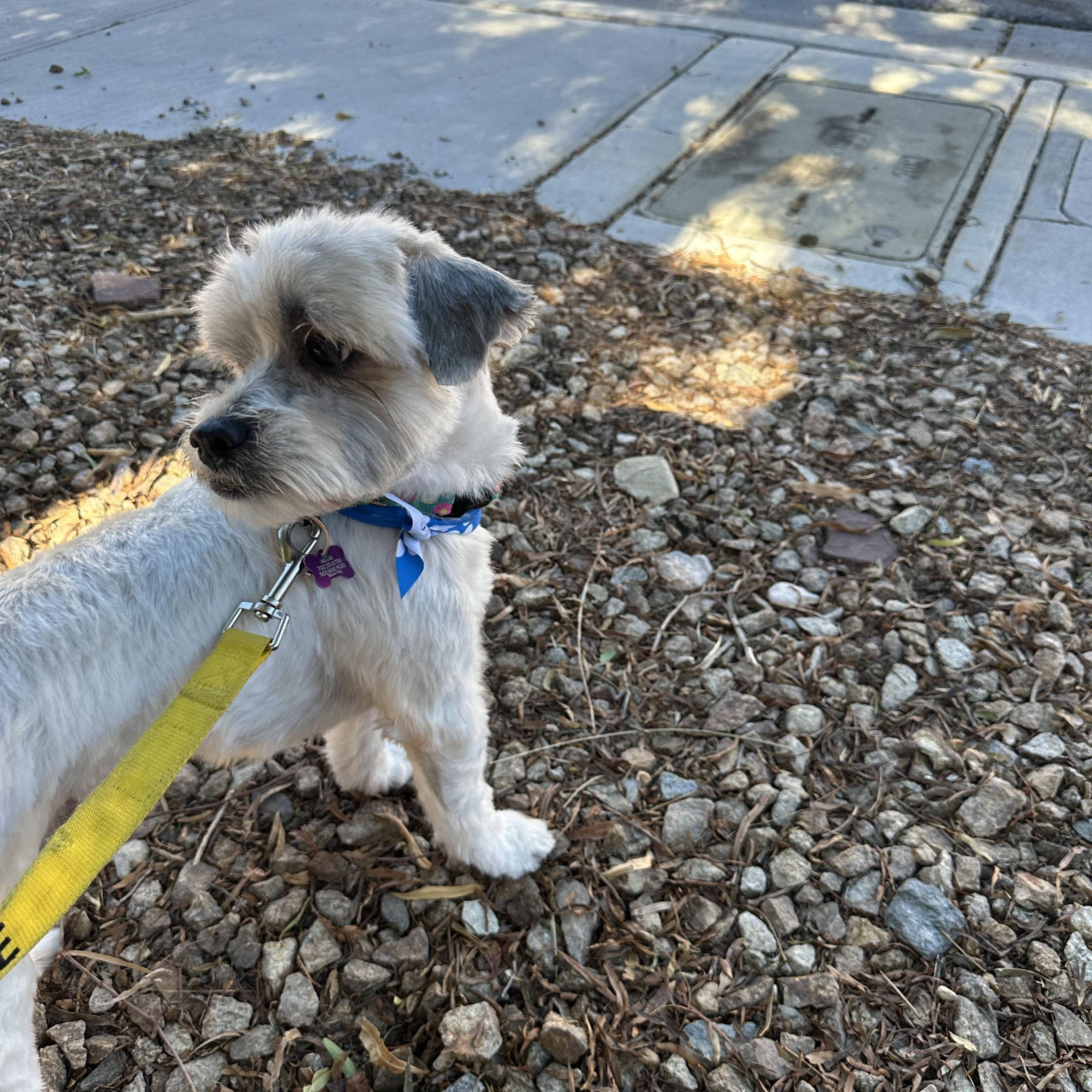 Enlarge Mantis, a Adoptable Shih Tzu in Las Vegas, NV image 3/4
