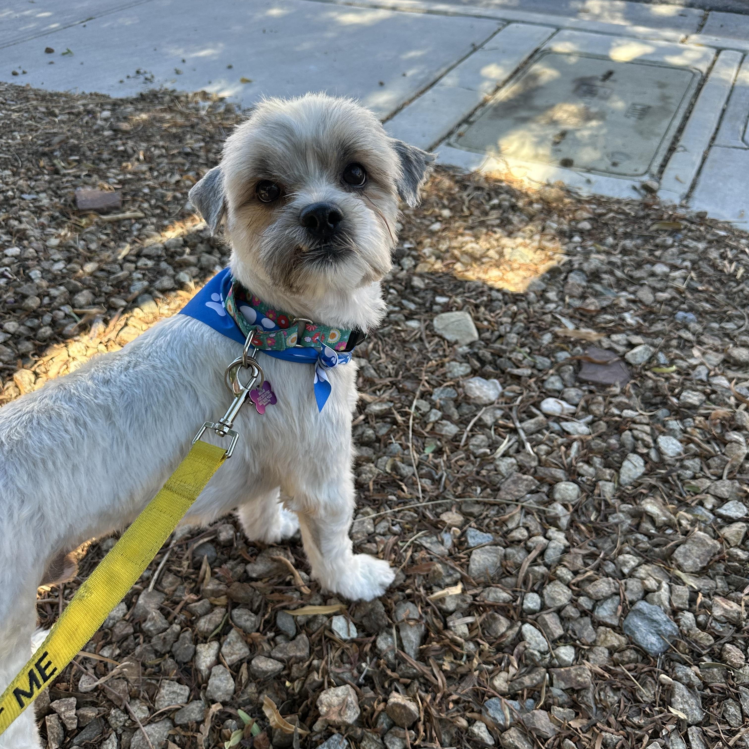 Enlarge Mantis, a Adoptable Shih Tzu in Las Vegas, NV image 1/4
