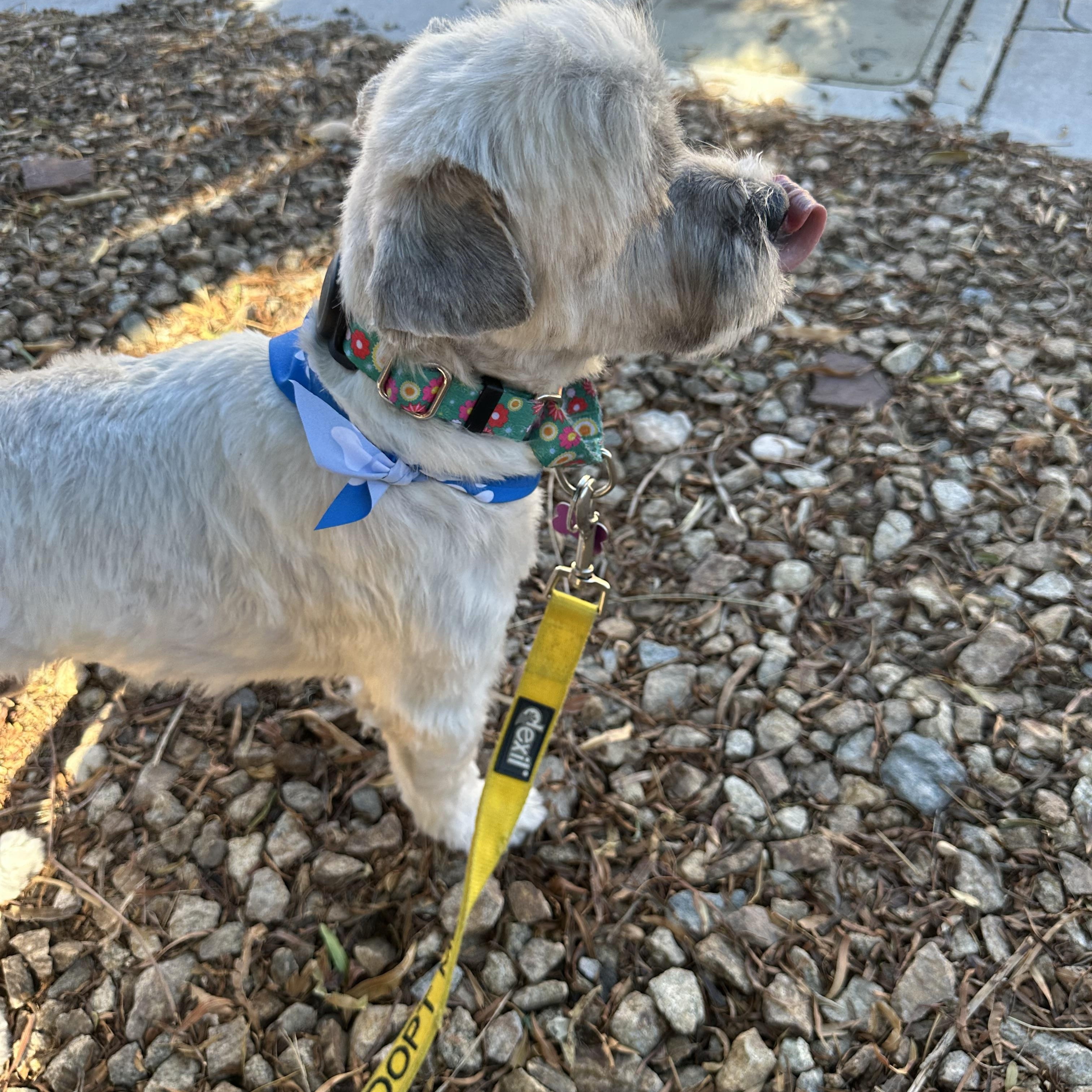 Enlarge Mantis, a Adoptable Shih Tzu in Las Vegas, NV image 2/4