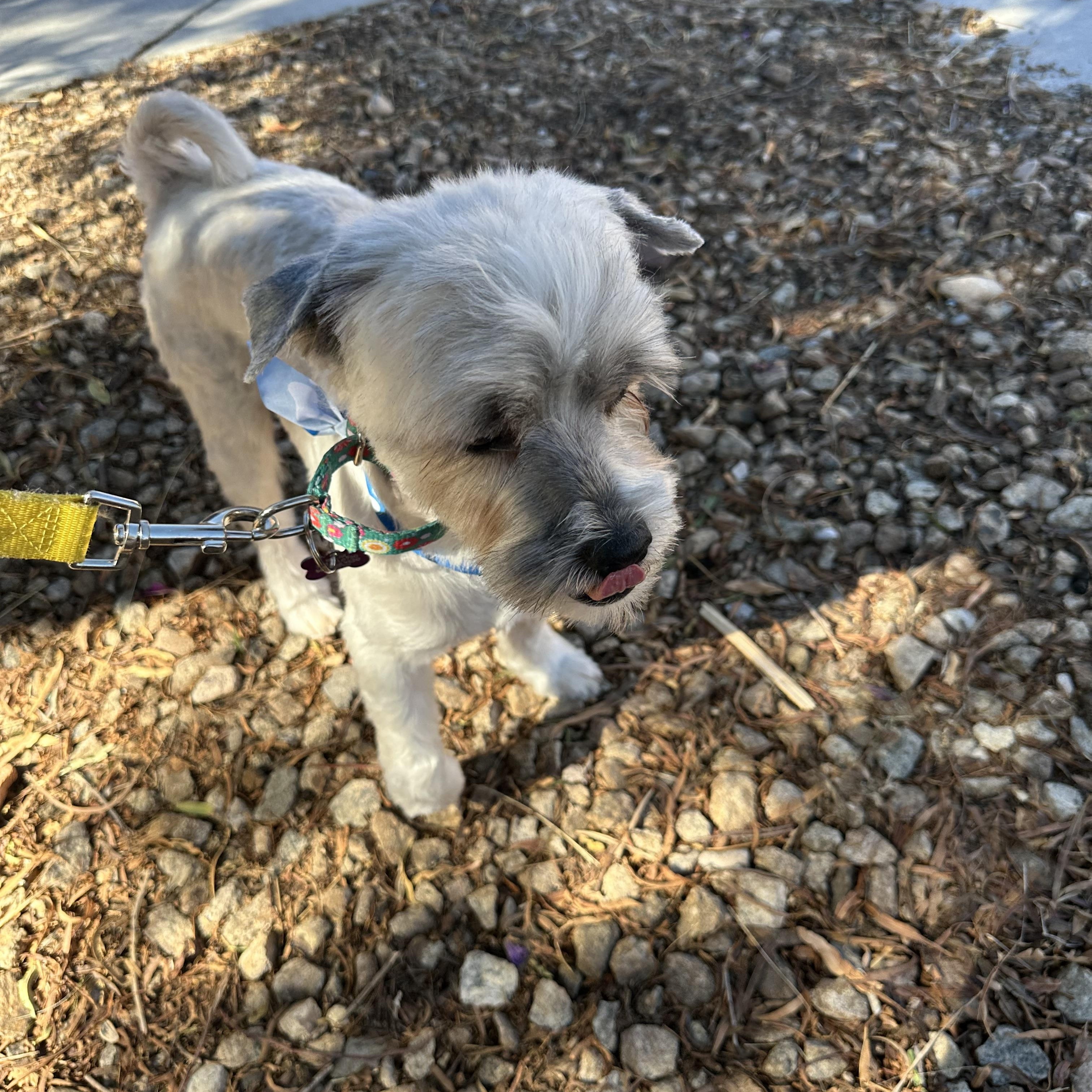 Enlarge Mantis, a Adoptable Shih Tzu in Las Vegas, NV image 4/4