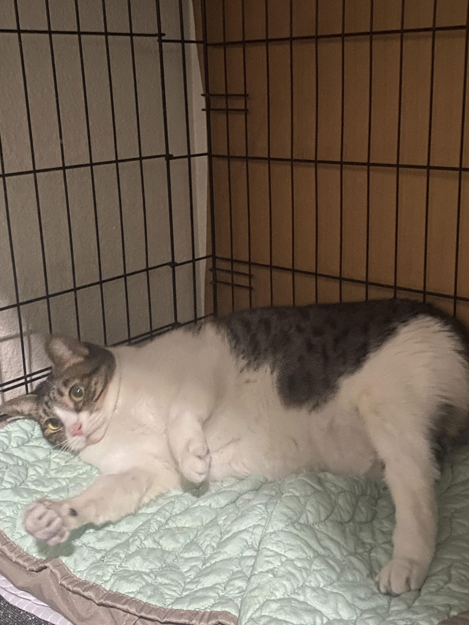 Bella, a Adoptable Domestic Short Hair in Long Beach, CA image 1/3