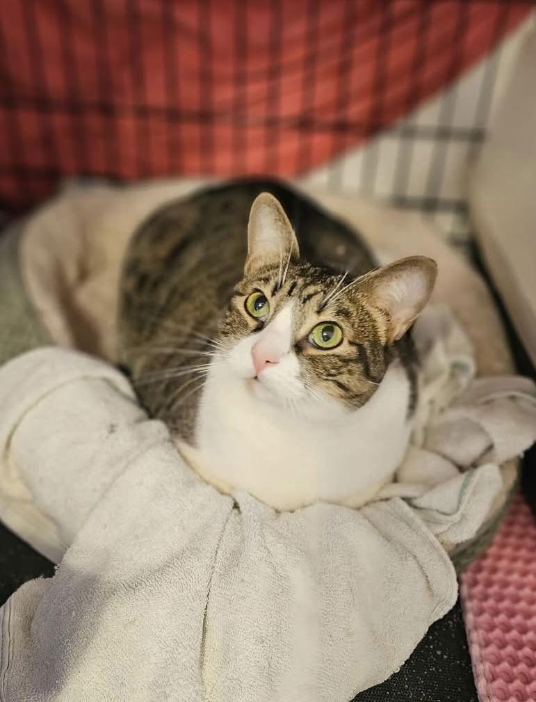 Bella, a Adoptable Domestic Short Hair in Long Beach, CA image 2/3