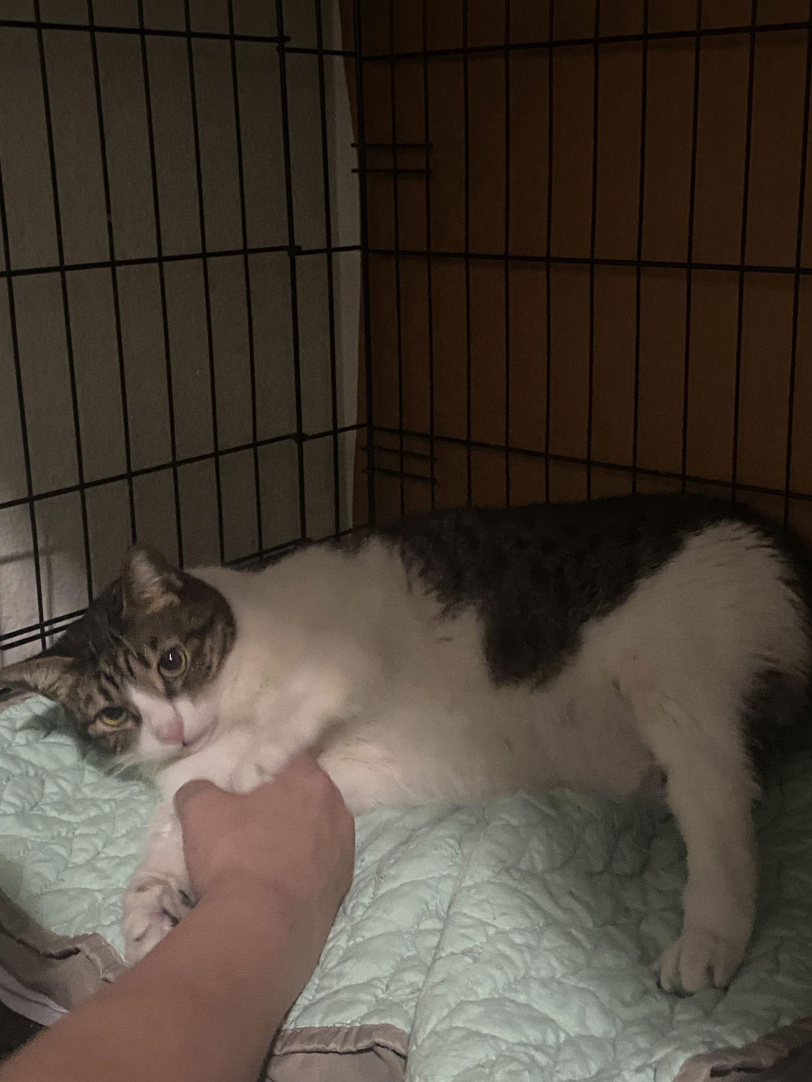 Bella, a Adoptable Domestic Short Hair in Long Beach, CA image 3/3