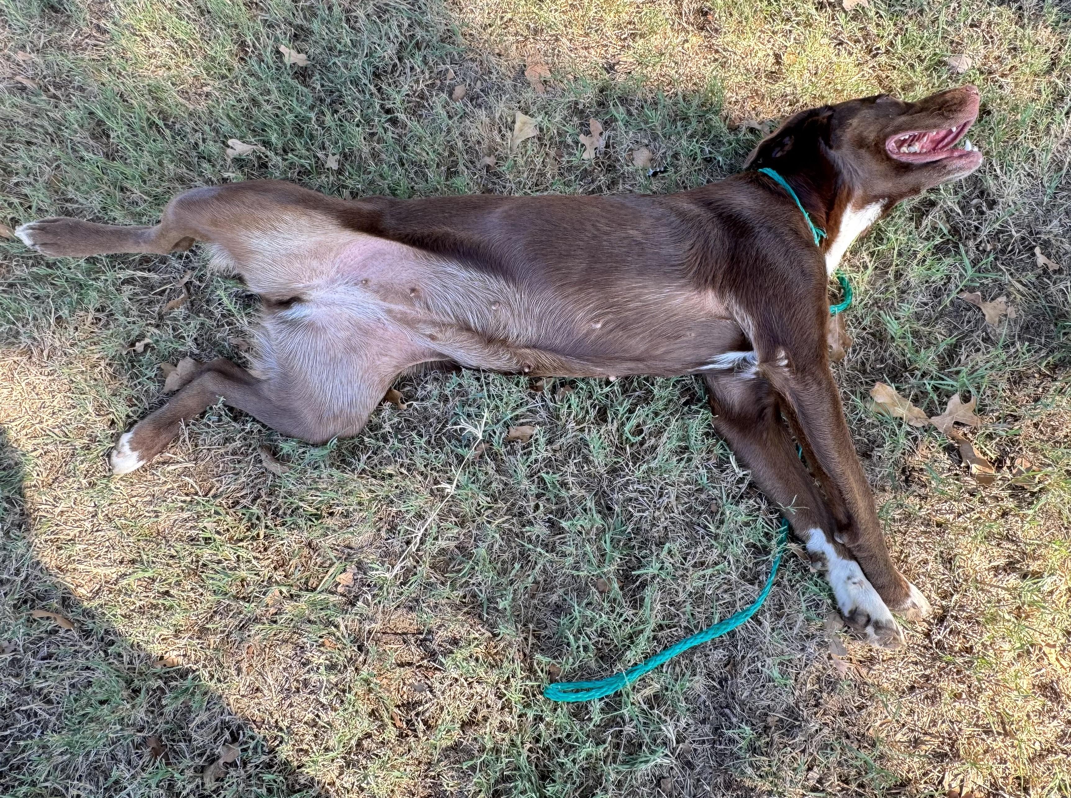 Enlarge Brown Betty, a Adoptable mixed breed in Cumby, TX image 2/4