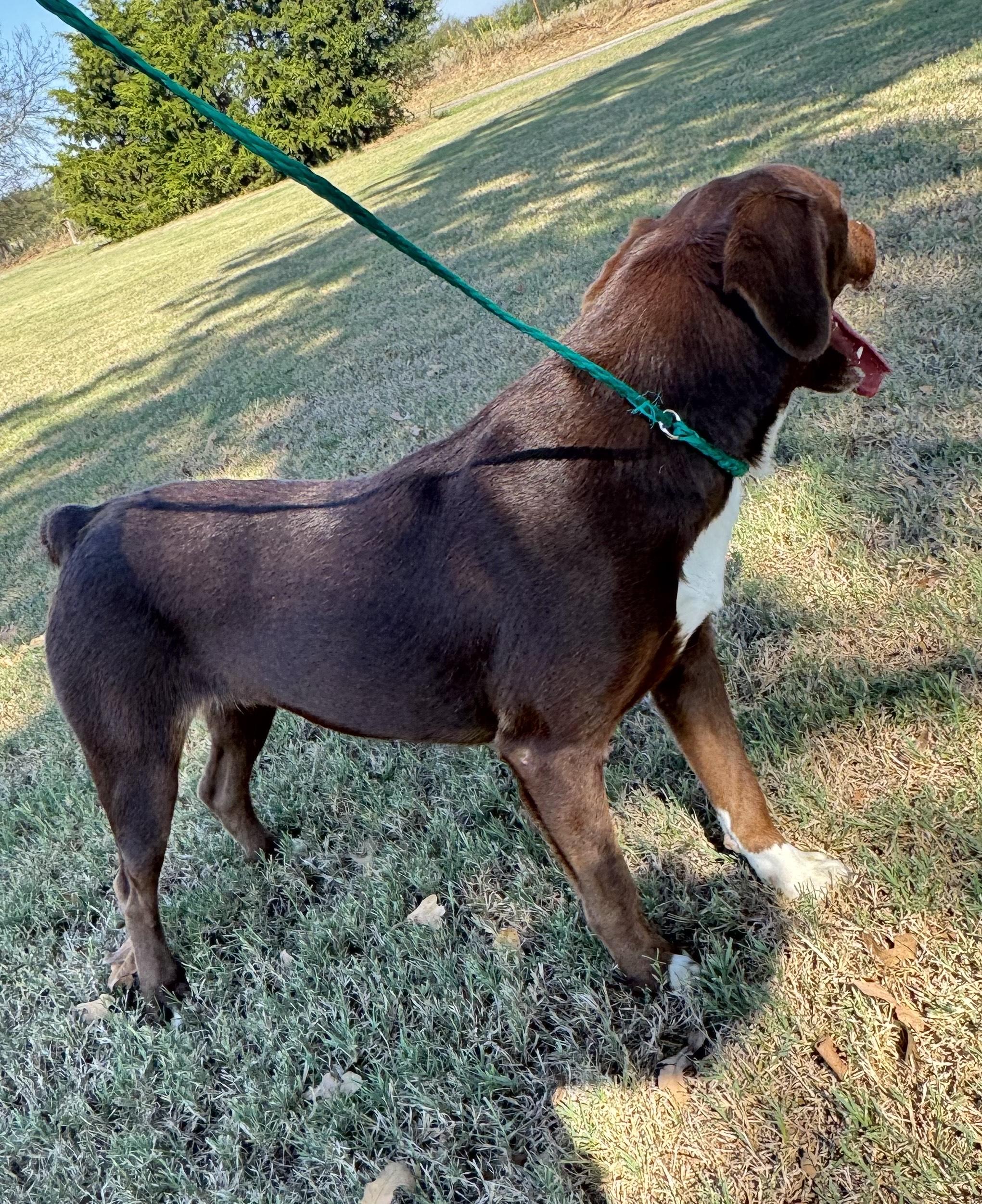 Enlarge Brown Betty, a Adoptable mixed breed in Cumby, TX image 3/4