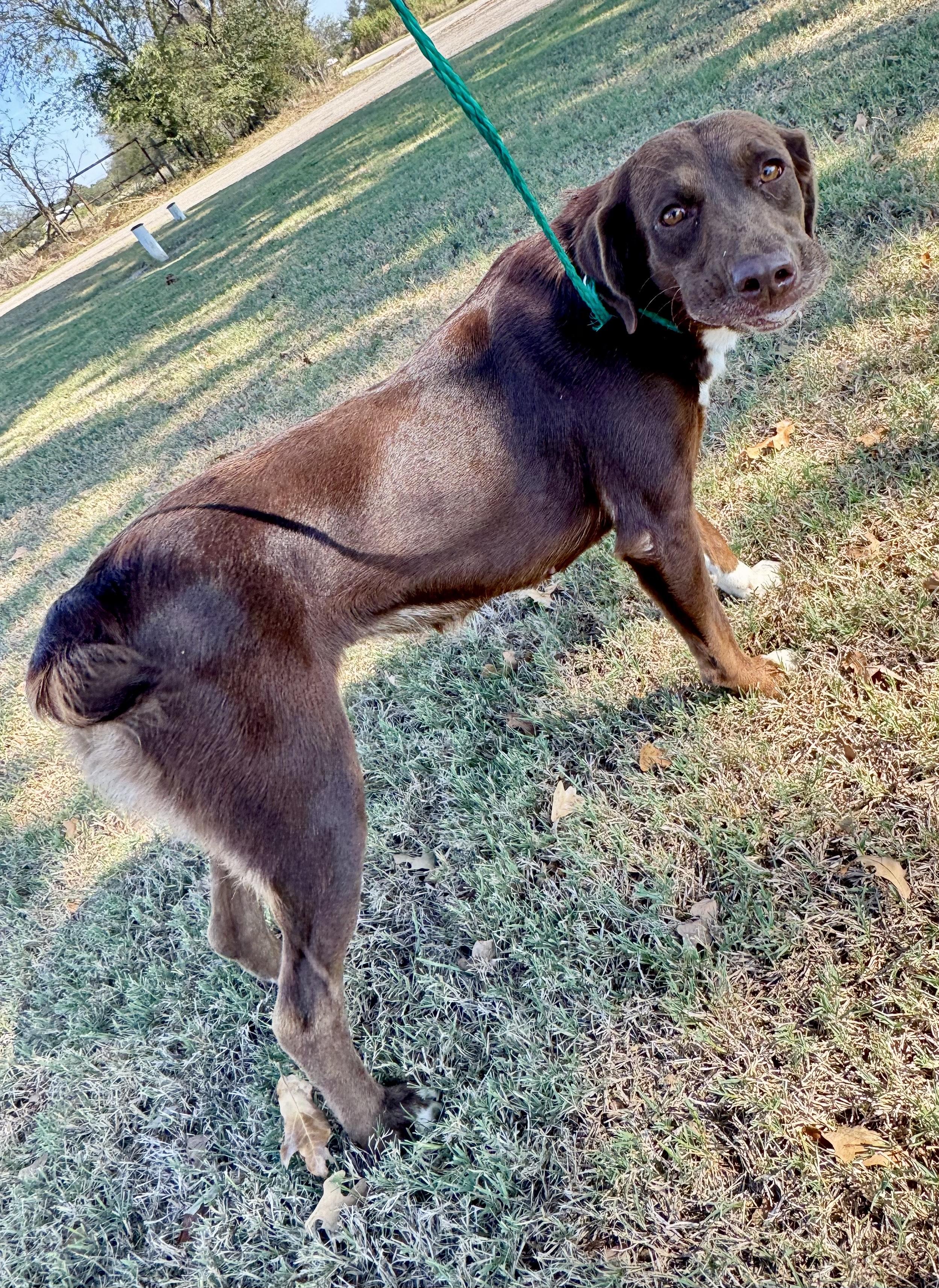 Enlarge Brown Betty, a Adoptable mixed breed in Cumby, TX image 4/4