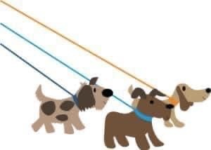 DOG WALKERS NEEDED!!, Adoptable, Adult Female Chihuahua & Labrador Retriever.