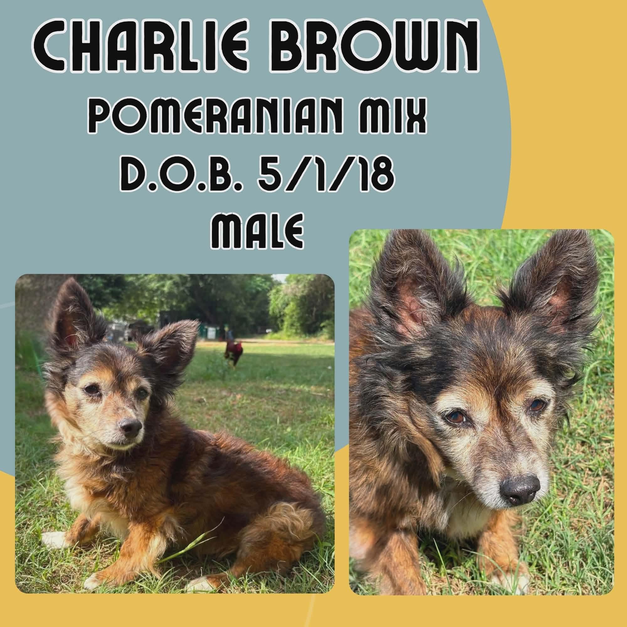 Charlie Brown, Adoptable, Senior Male Pomeranian.