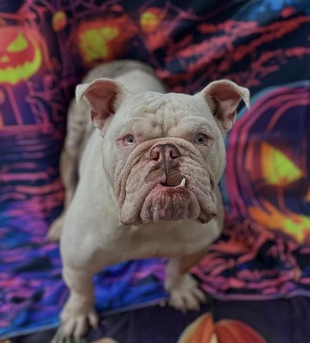 Enlarge Goblin, a Adopted Bulldog in Las Vegas, NV image 2/4