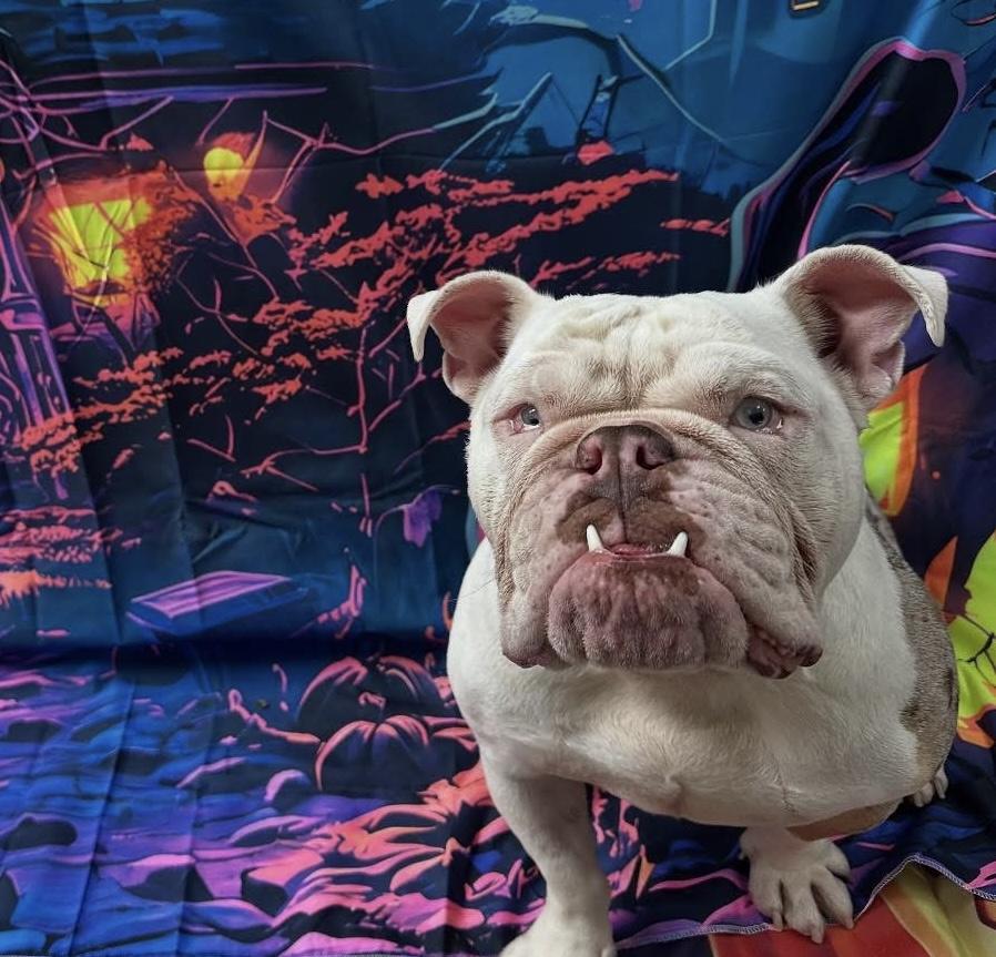 Enlarge Goblin, a Adopted Bulldog in Las Vegas, NV image 3/4