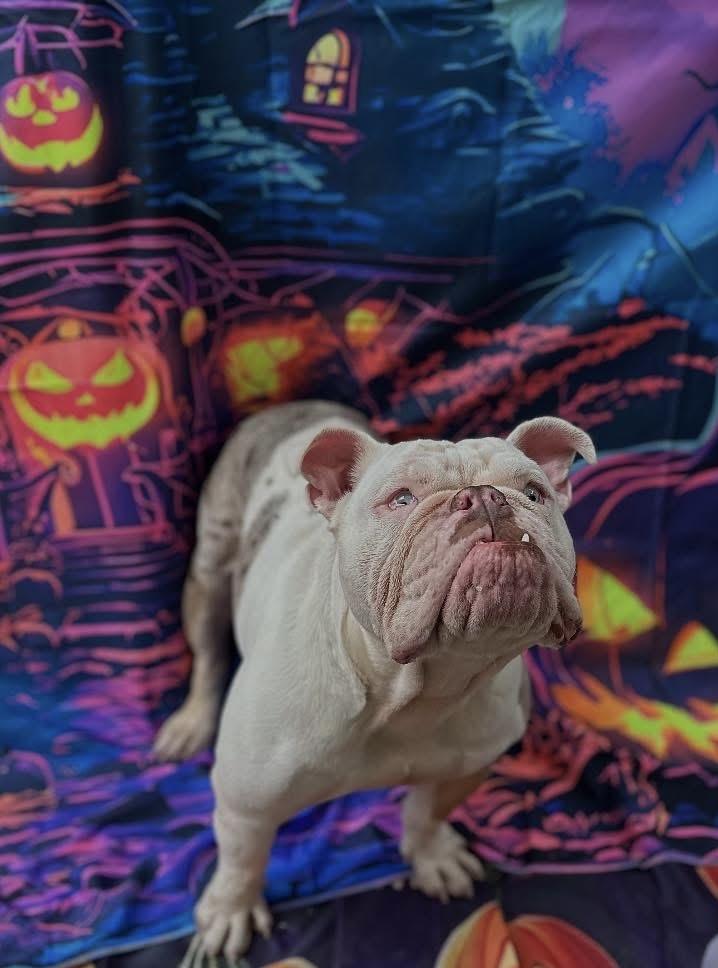 Enlarge Goblin, a Adopted Bulldog in Las Vegas, NV image 4/4