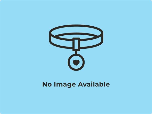 Enlarge COSMO, a Adoptable mixed breed in Phoenix, AZ image 1/1