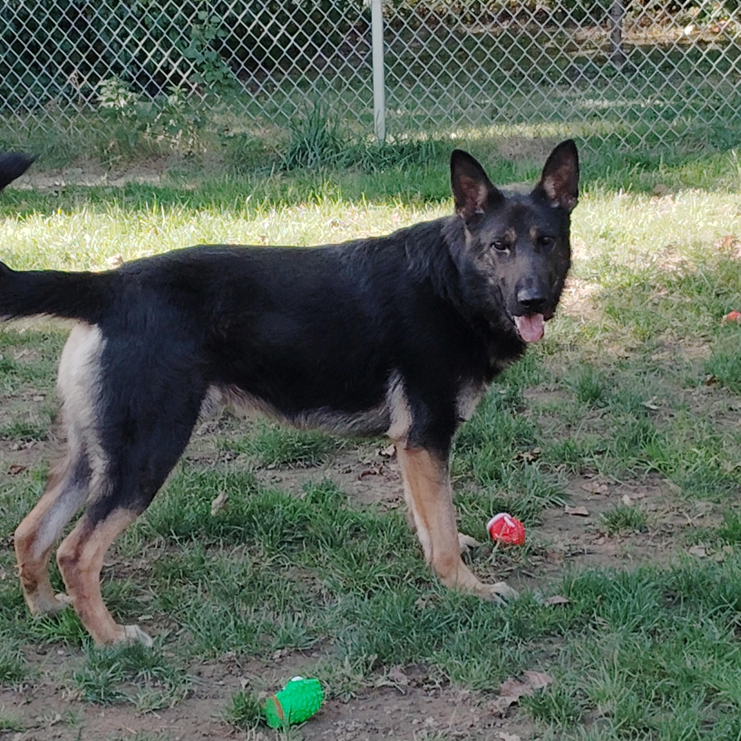 ZANE, a Adopted German Shepherd Dog in Wilmington, DE image 2/5