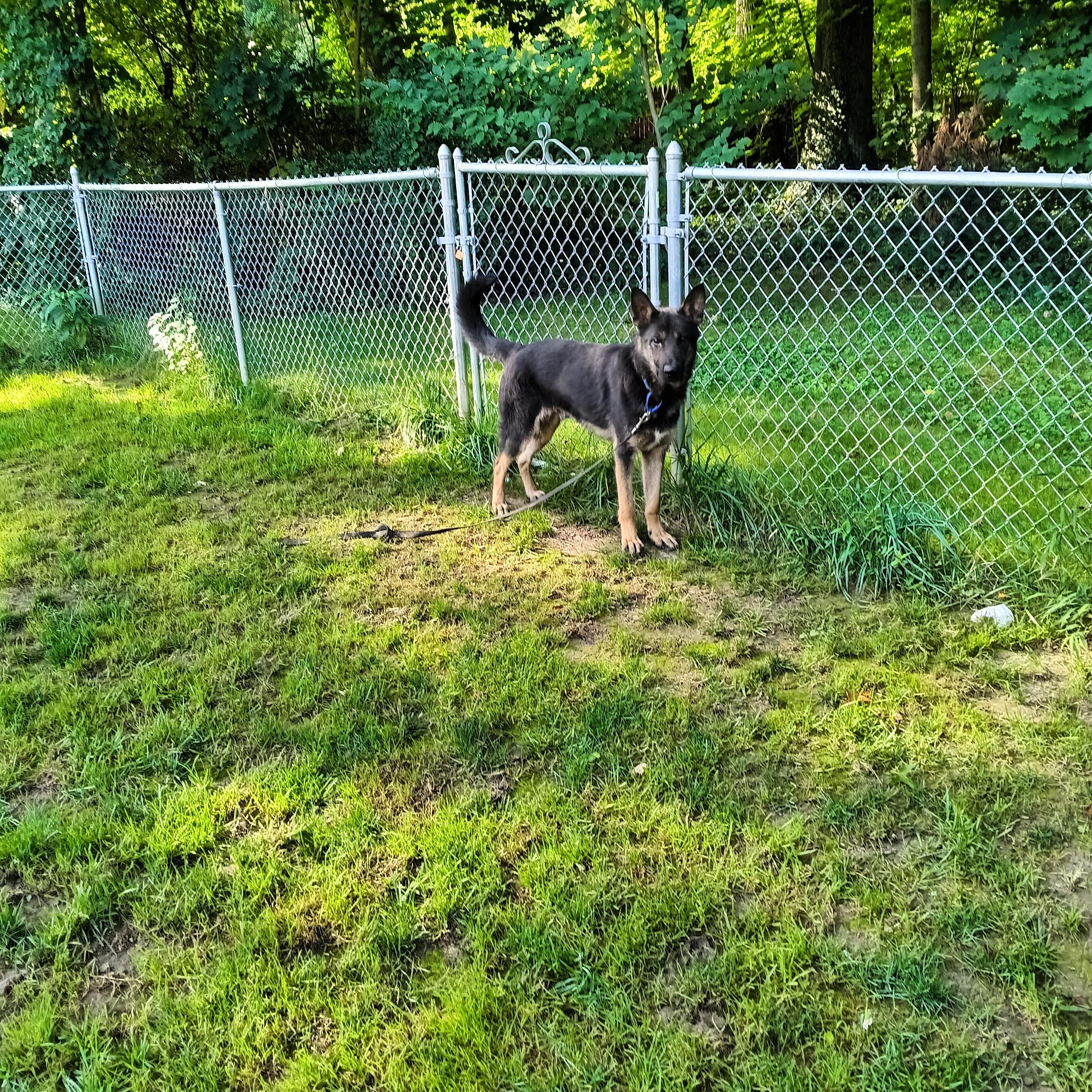 ZANE, a Adopted German Shepherd Dog in Wilmington, DE image 3/5