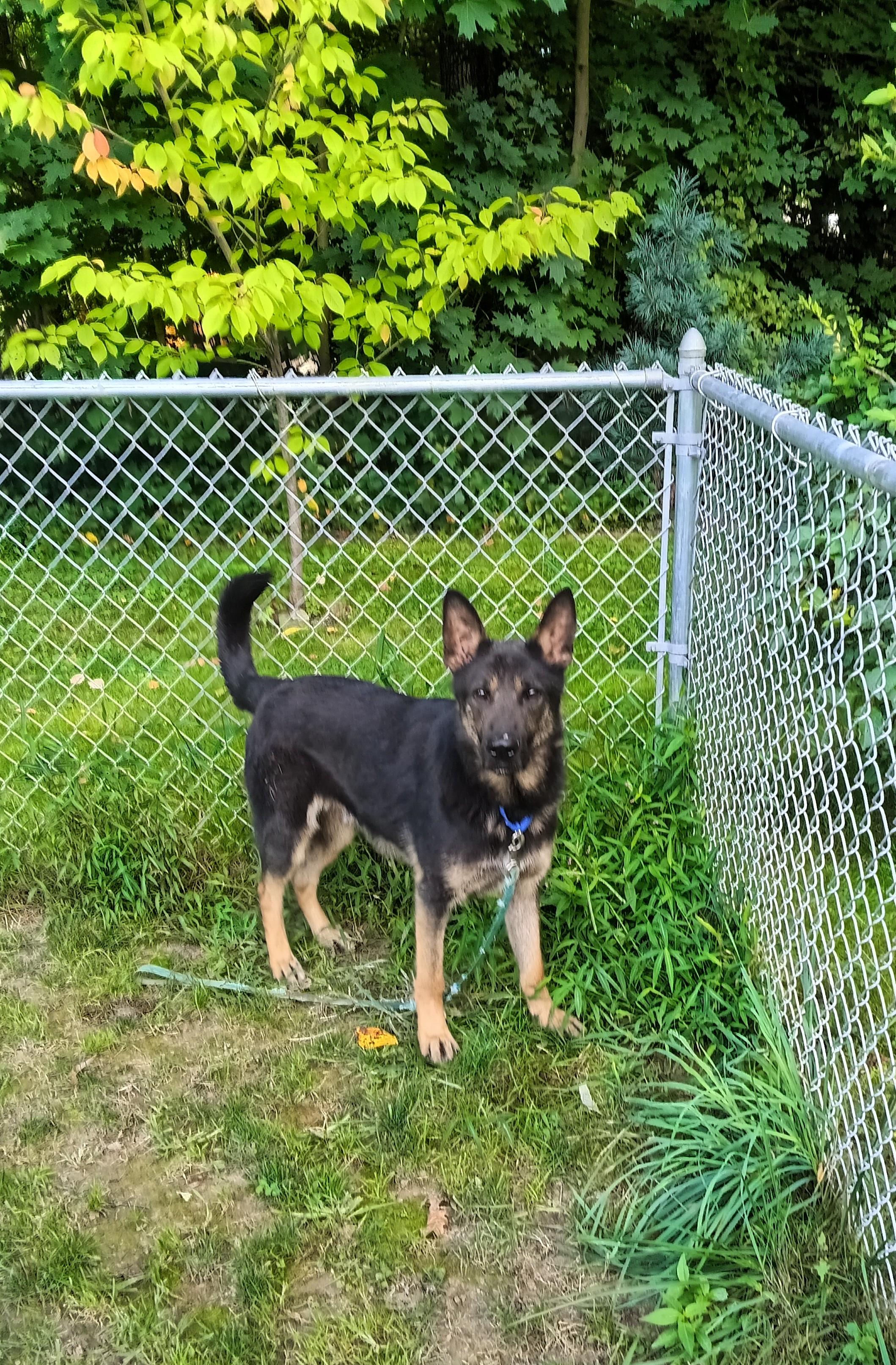 ZANE, a Adopted German Shepherd Dog in Wilmington, DE image 4/5
