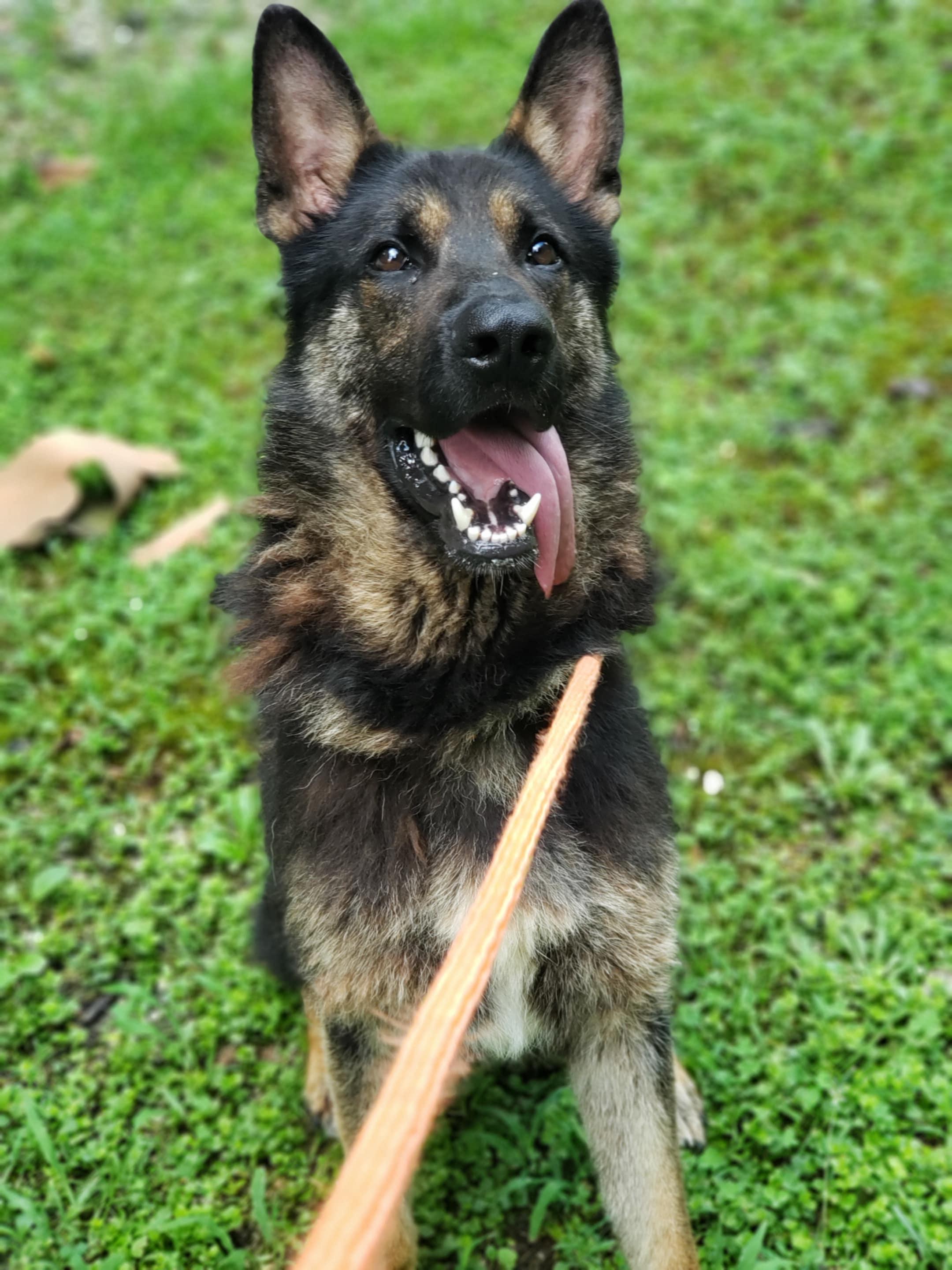 ZANE, a Adopted German Shepherd Dog in Wilmington, DE image 5/5