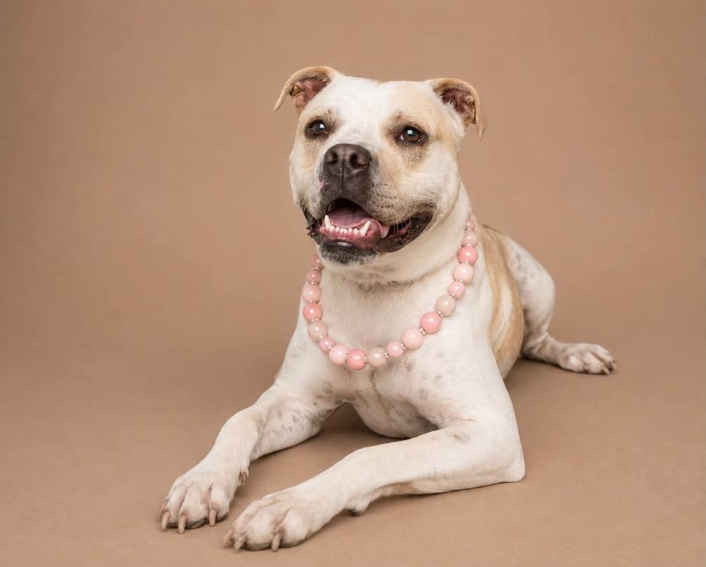 Enlarge Poundcake, a Adoptable mixed breed in Statesboro, GA image 1/4