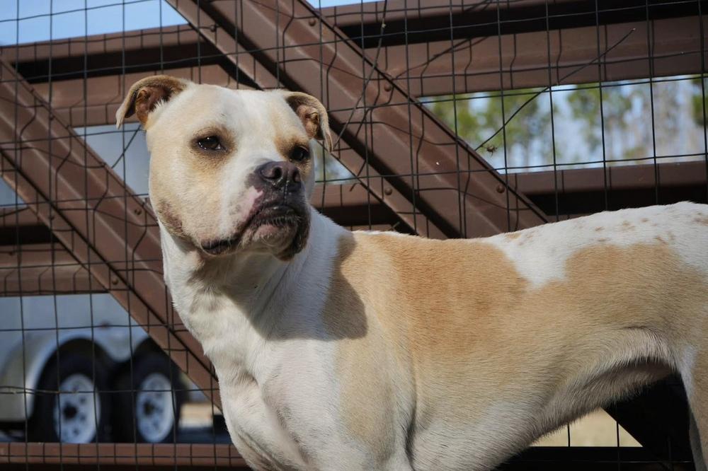 Poundcake, Adoptable, Young Female American Bulldog.