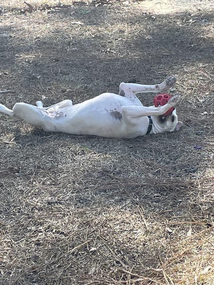Poundcake, Adoptable, Young Female American Bulldog.