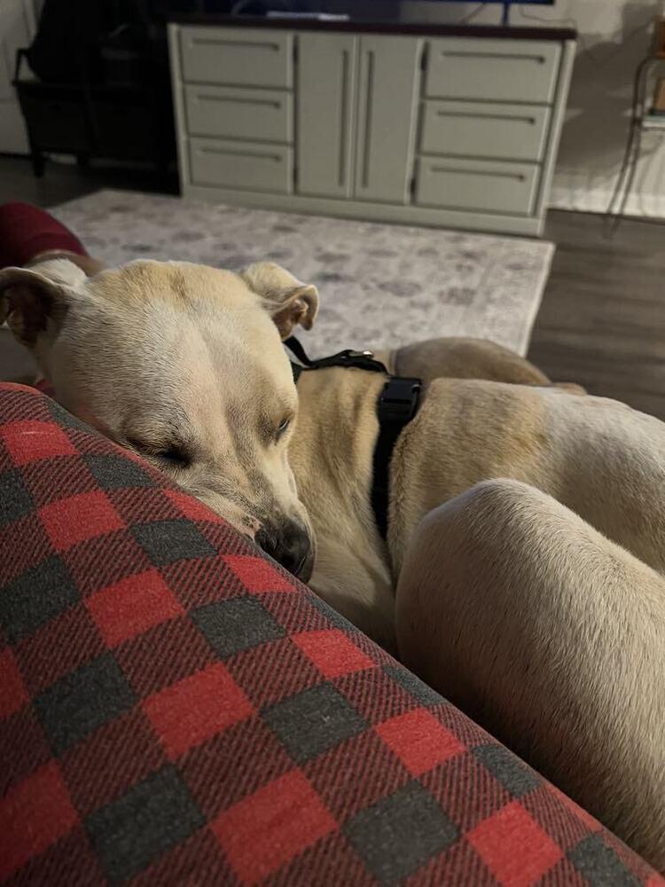 Enlarge Poundcake, a Adoptable mixed breed in Statesboro, GA image 4/4