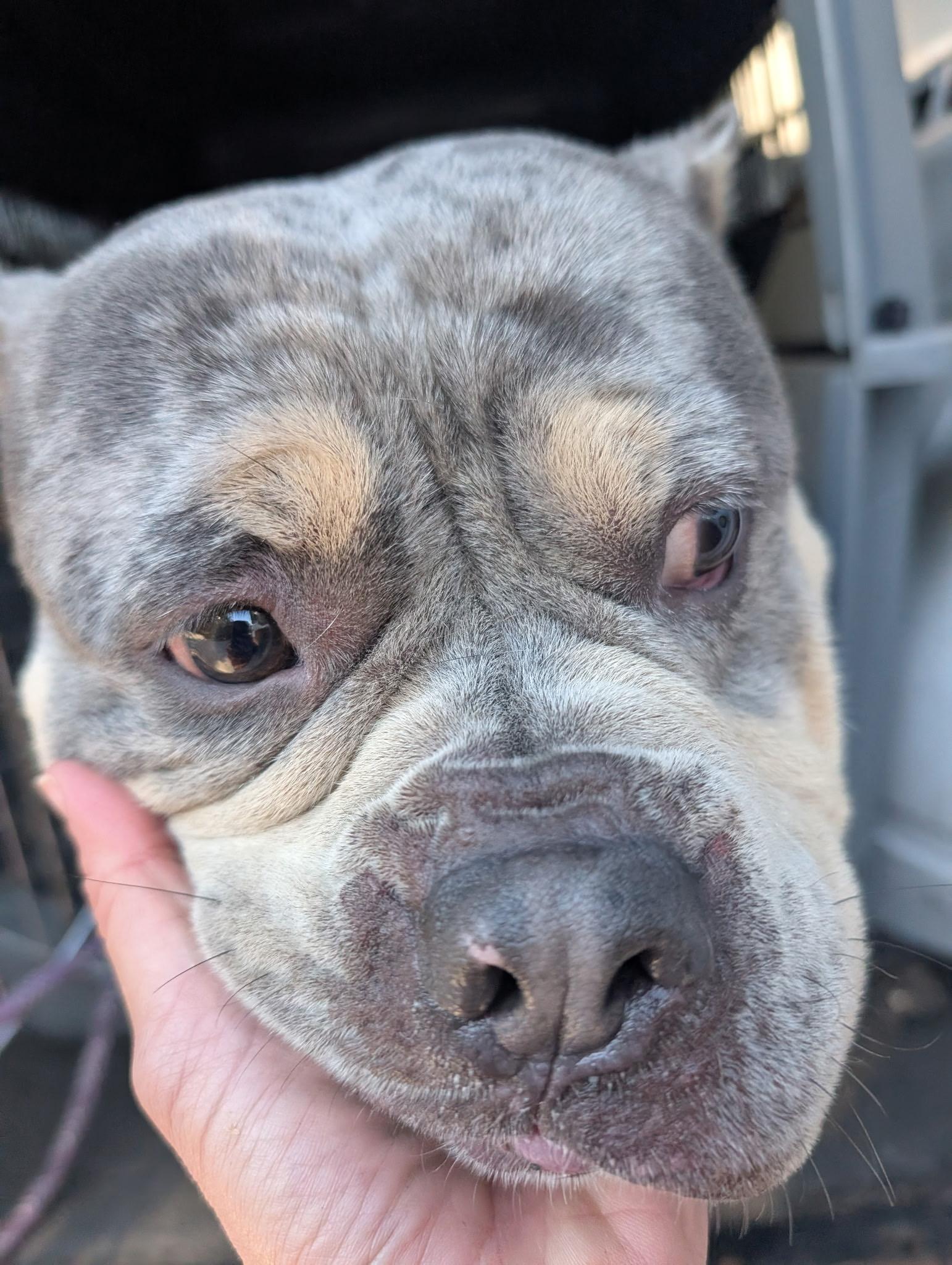 Canyon, adoptable, Young Male American Bulldog.