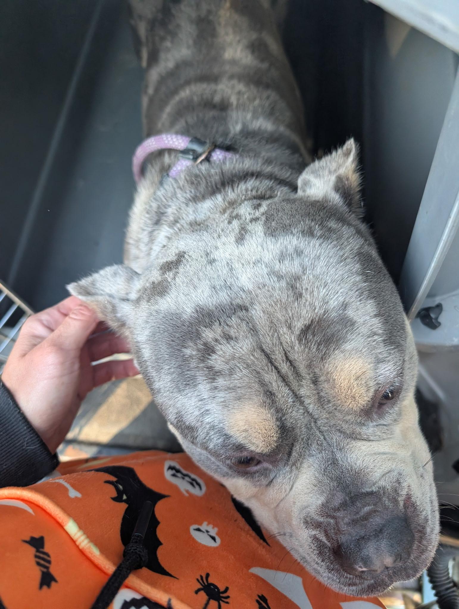 Enlarge Canyon, an adoptable American Bulldog in Smyrna, GA image 2/2