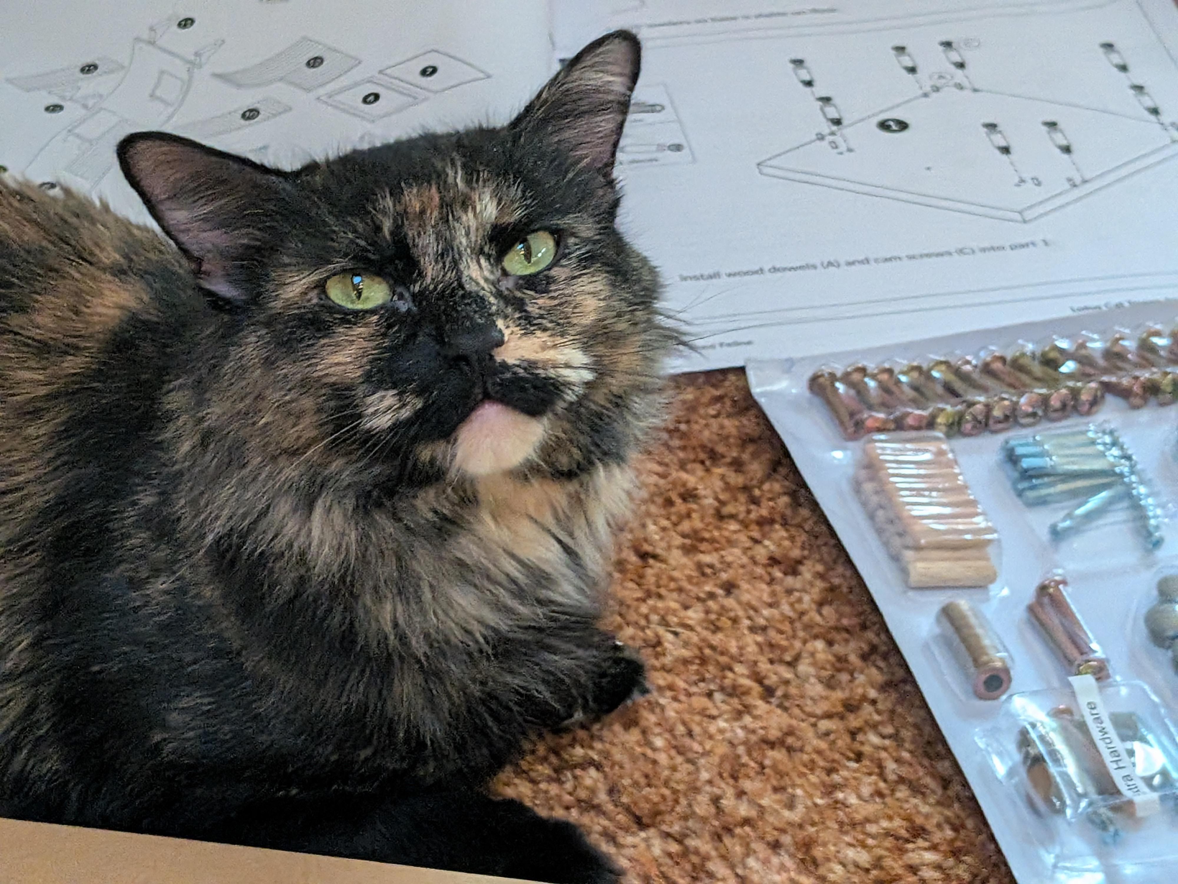 Enlarge Shadow, a Adoptable Domestic Medium Hair in The Dalles, OR image 2/4