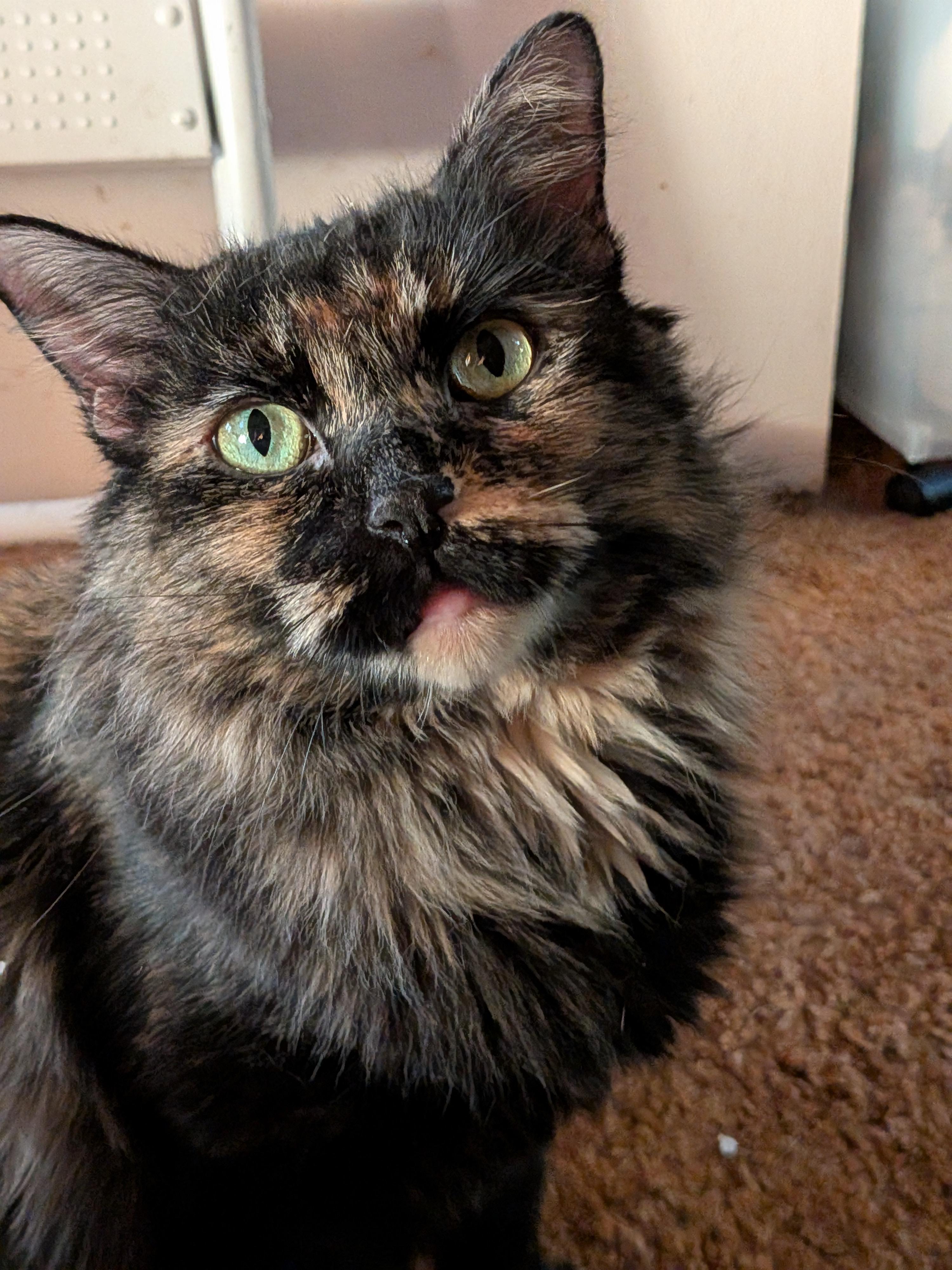 Enlarge Shadow, a Adoptable Domestic Medium Hair in The Dalles, OR image 1/4