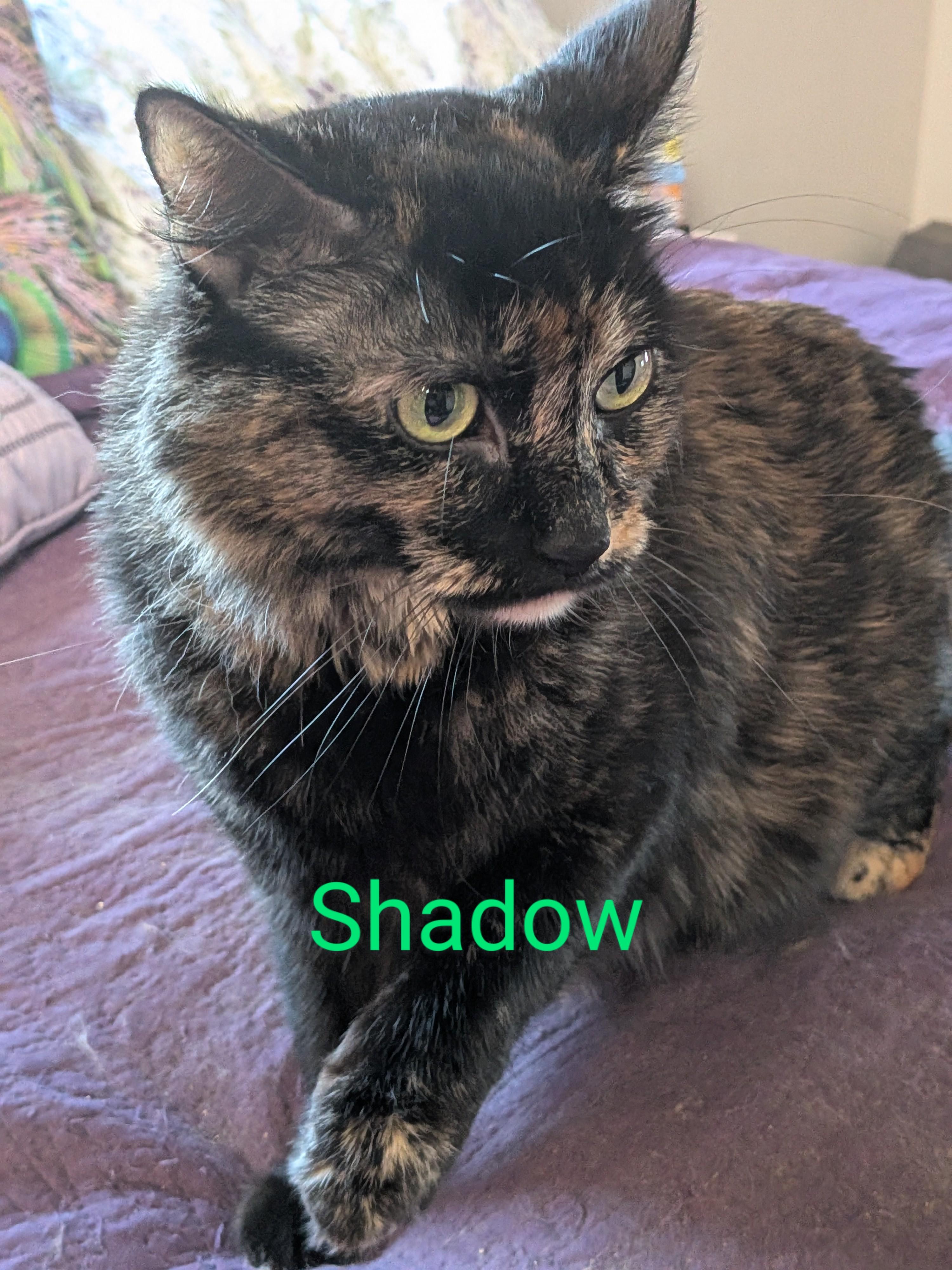 Enlarge Shadow, a Adoptable Domestic Medium Hair in The Dalles, OR image 3/4