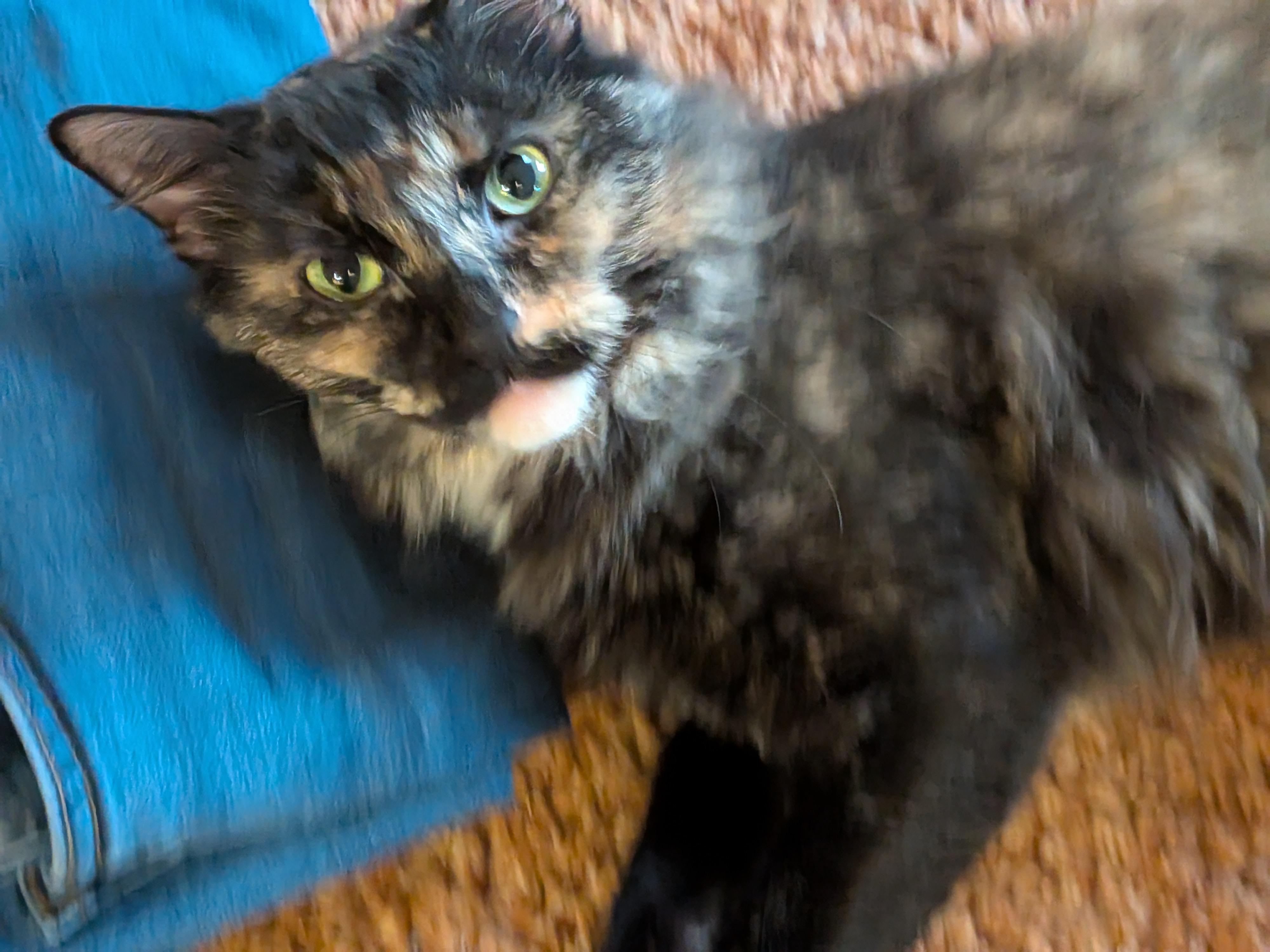 Enlarge Shadow, a Adoptable Domestic Medium Hair in The Dalles, OR image 4/4