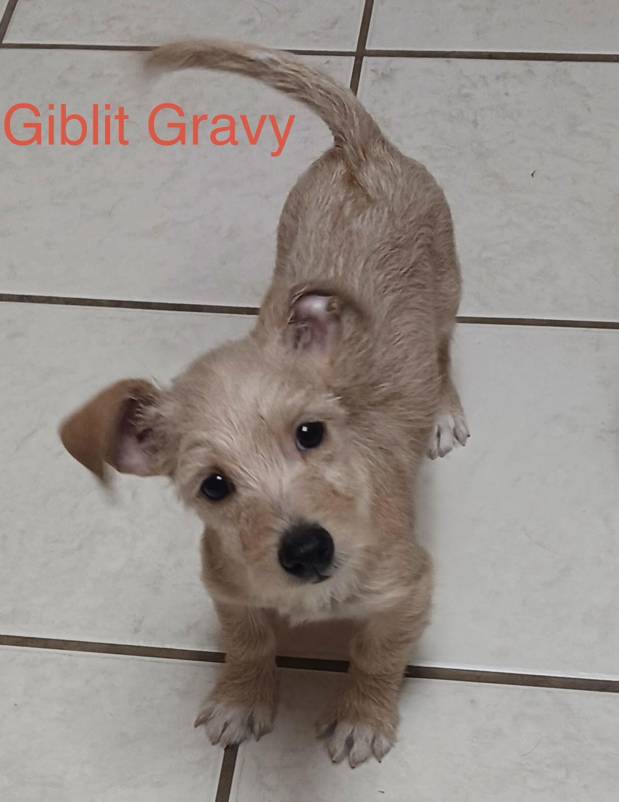 Giblet Gravy — thumbnail 3